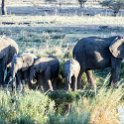 TZA MAR SerengetiNP 2016DEC23 Seronera 019 : 2016, 2016 - African Adventures, Africa, Date, December, Eastern, Mara, Month, Places, Serengeti National Park, Seronera, Tanzania, Trips, Year